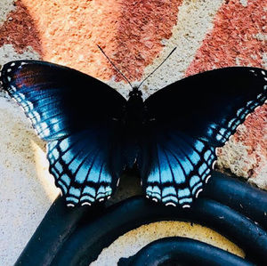 Meet your Posher, Perla